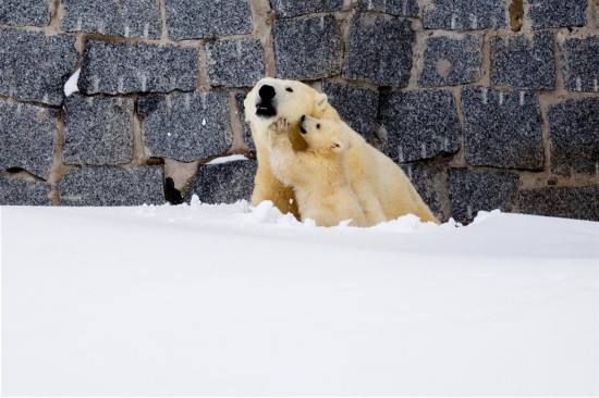 芬兰拉努阿动物园的北极熊“维纳斯”带着小北极熊宝宝到室外,欧洲,欧洲网
