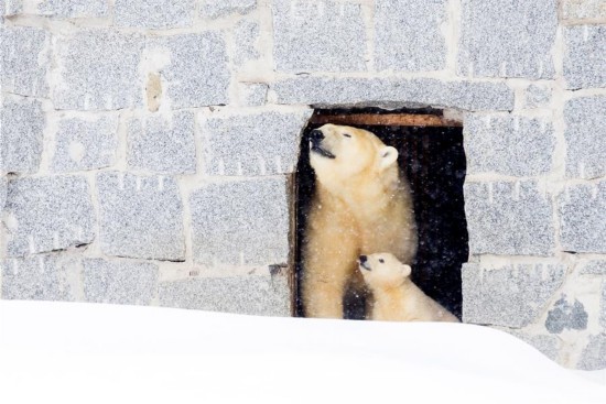 芬兰拉努阿动物园的北极熊“维纳斯”带着小北极熊宝宝到室外,欧洲,欧洲网