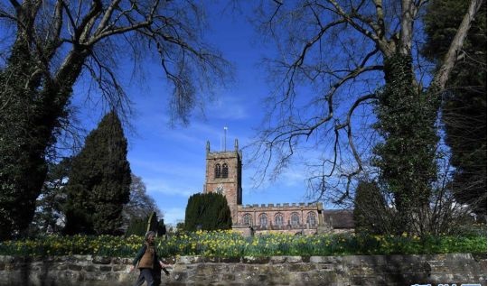 英国埃克尔肖尔的圣三一教堂外西洋水仙花盛开,欧洲,欧洲网