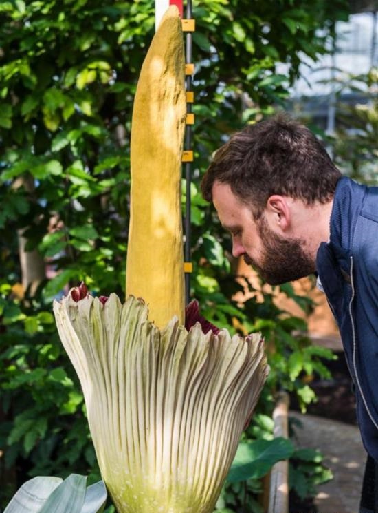 比利时梅瑟的梅瑟植物园：巨花魔芋开花 ,欧洲,欧洲网