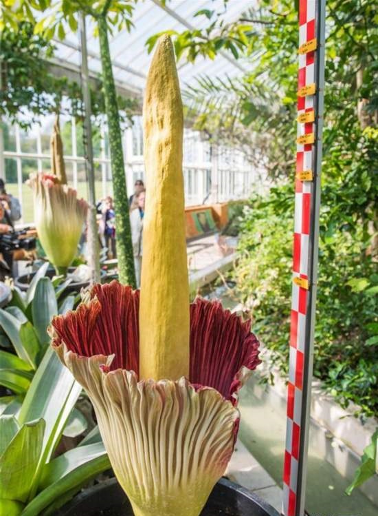 比利时梅瑟的梅瑟植物园：巨花魔芋开花 ,欧洲,欧洲网