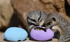 伦敦动物园复活节彩蛋:英国伦敦动物园猫鼬复活节礼物-彩蛋