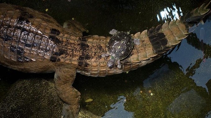 奥地利维也纳水族馆动物园：鸟儿停在树枝上吃苹果,欧洲,欧洲网