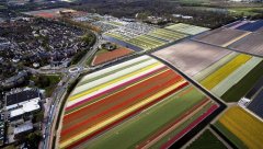 荷兰首都阿姆斯特丹的利瑟小镇高空拍摄的郁金香花田