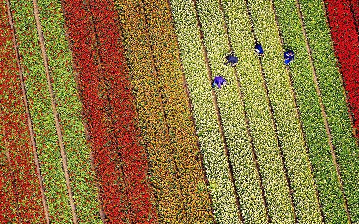 荷兰首都阿姆斯特丹的利瑟小镇高空拍摄的郁金香花田,欧洲,欧洲网