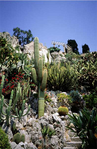 摩纳哥旅游景点:JardinExotique热带植物园大道上的热带植物园和溶洞,欧洲,欧洲网
