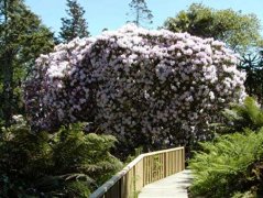 弥翠园LostGardensofHeligan:英国热门植物园-Mevagissey港的弥翠园