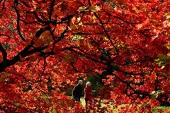 韦斯顿柏植物园Westonbirt Gloucestershire:英国秋季赏枫最热门景点