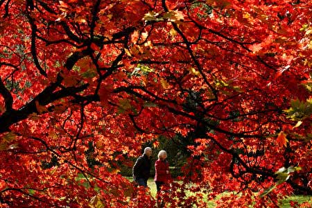 韦斯顿柏植物园Westonbirt Gloucestershire:英国秋季赏枫最热门景点,欧洲,欧洲网