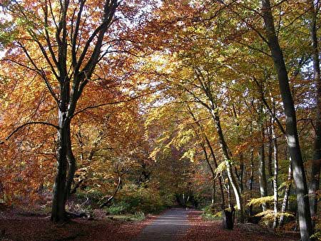 伯纳姆Burnham Beeches-离英国伦敦25英里的原始森林-英国伯纳姆森林,欧洲,欧洲网