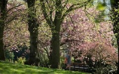 英国布里斯托的布兰登公园繁花盛开 美不胜收
