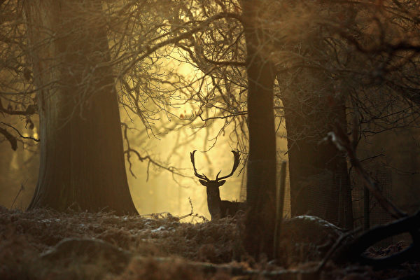 英国冬季美景:英国奥尔特灵厄姆，邓纳姆梅西公园冬天日出美景,欧洲,欧洲网