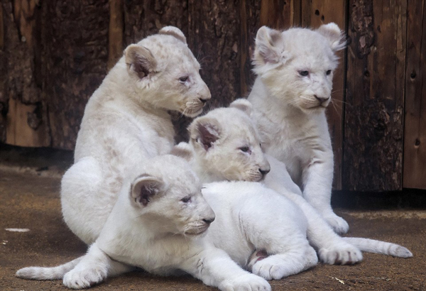 英国每日邮报:德国马格德堡动物园迎4只白狮宝宝,欧洲,欧洲网