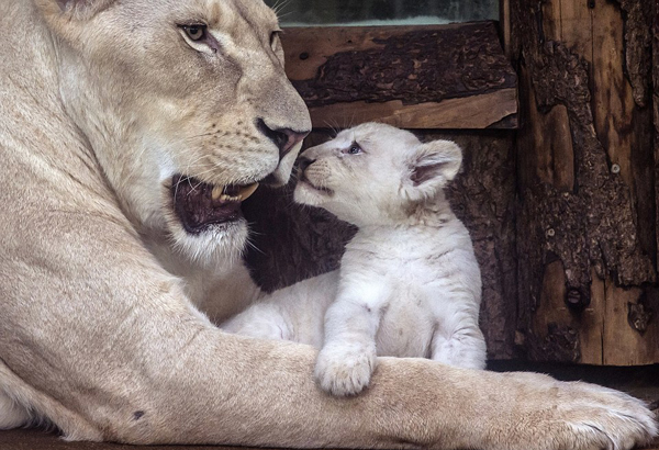 英国每日邮报:德国马格德堡动物园迎4只白狮宝宝,欧洲,欧洲网