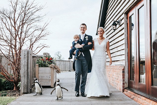 英国夫妇邀请企鹅参加婚礼 呼吁人们保护动物,欧洲,欧洲网