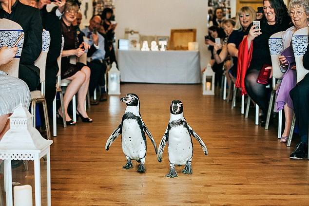 英国夫妇邀请企鹅参加婚礼 呼吁人们保护动物,欧洲,欧洲网