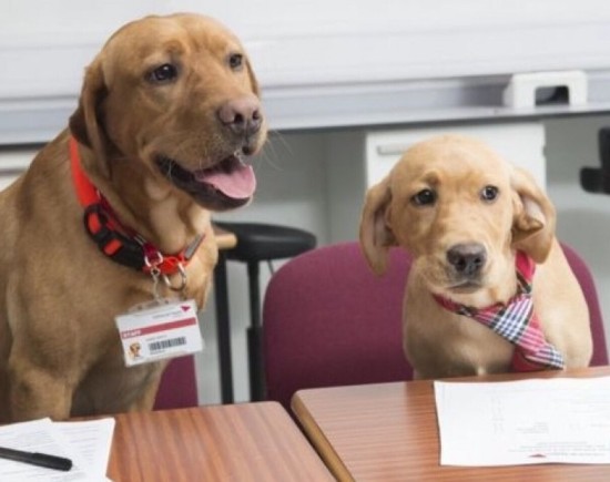 狗狗面试官:英国内皮尔大学3只拉布拉多犬参加兽医招生面试,欧洲,欧洲网