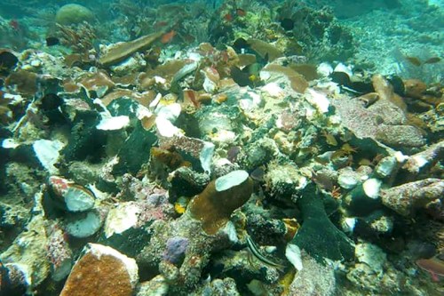 英国邮轮卡莉多丽号撞上印尼东部四王岛原始珊瑚礁 损害生态,欧洲,欧洲网