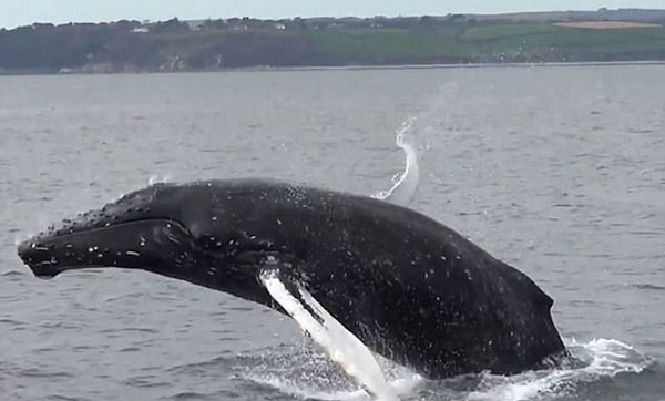 英国法尔茅斯湾镇康沃尔海岸-座头鲸海上“表演”数小时原是被困,欧洲,欧洲网