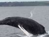 英国法尔茅斯湾镇康沃尔海岸-座头鲸海上“表演”数小时原是被困
